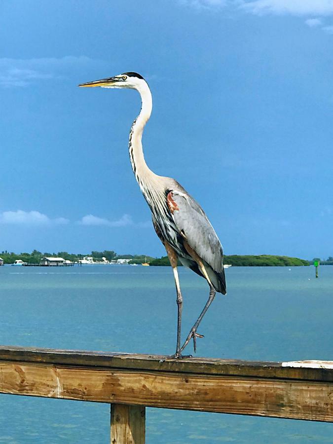 Shorewalk Full Condo Lake View Near To Beach Img Bradenton Exteriör bild